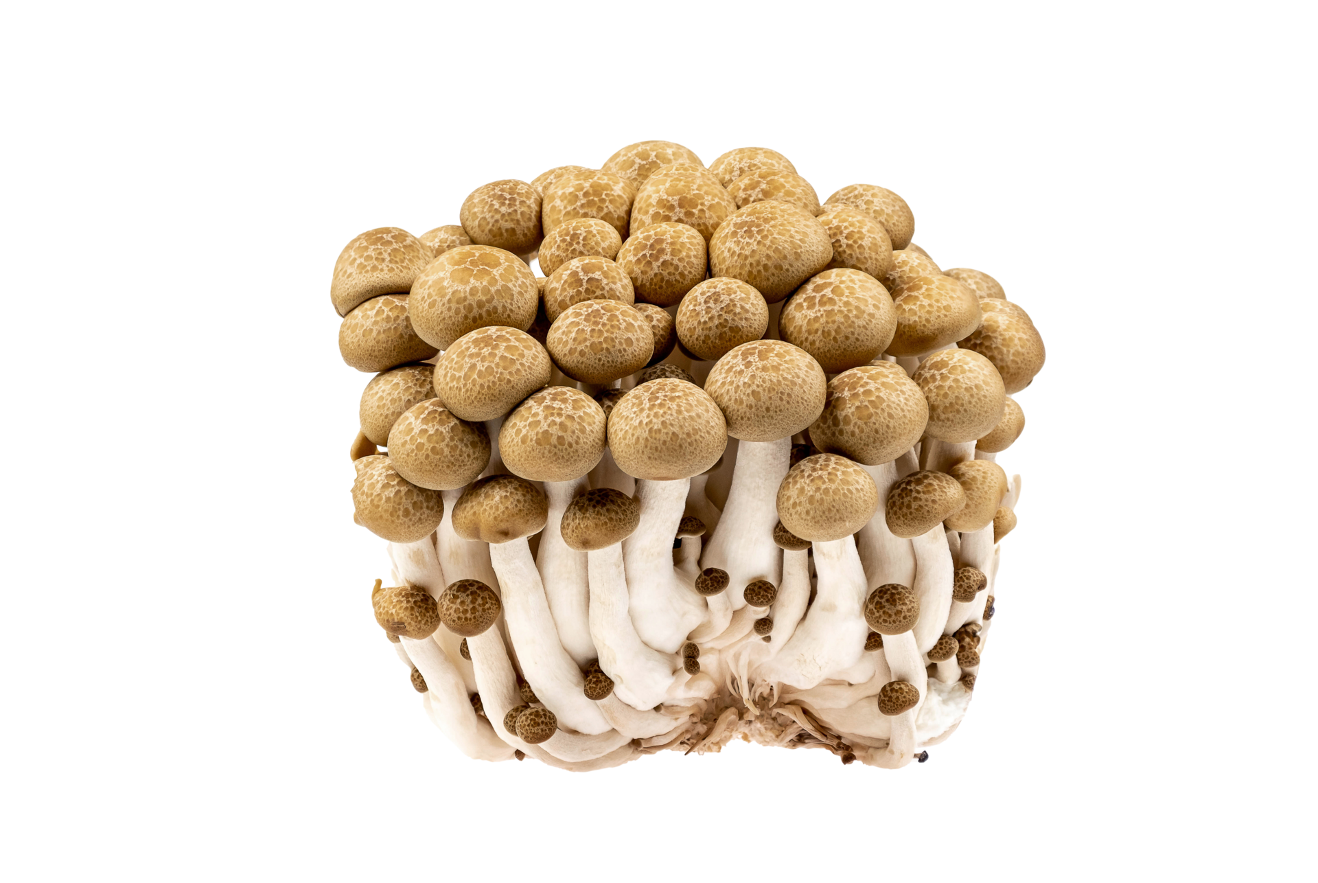 Brown shimeji mushrooms isolated on transparent background whit