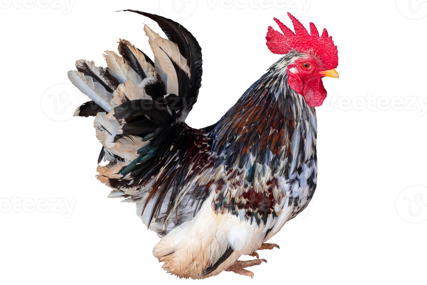 close up portrait of Spotted bantam chicken isolated on transparent background whit clipping path png