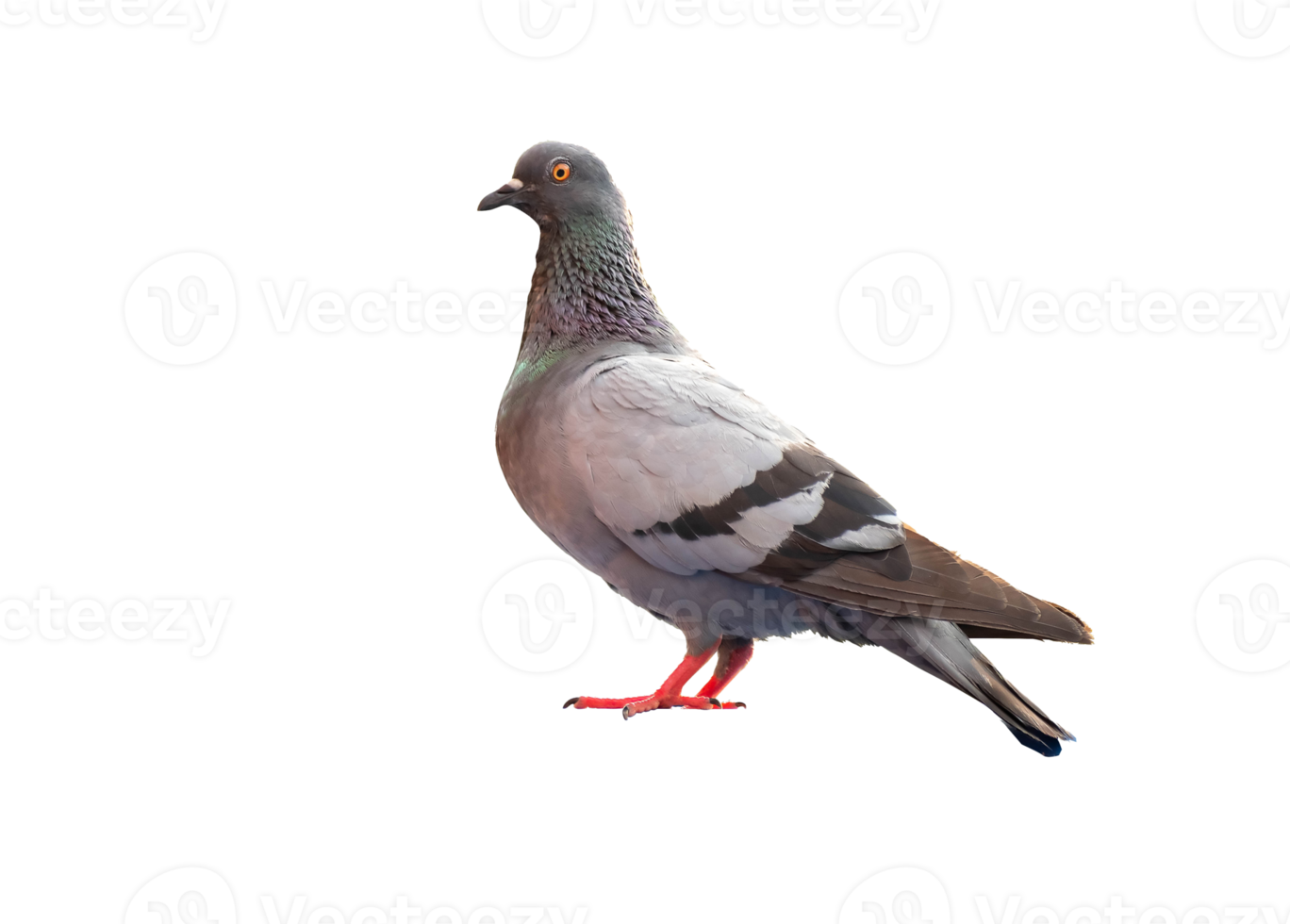 full body of standing pigeon bird isolate on transparent background png