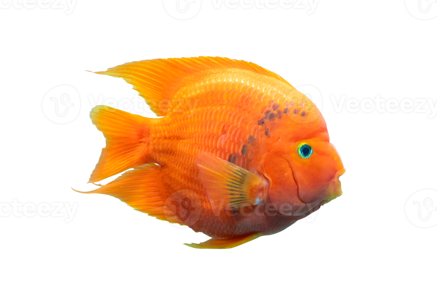 Aquarium fish Red  Parrot fish isolated on transparent background with clipping path png