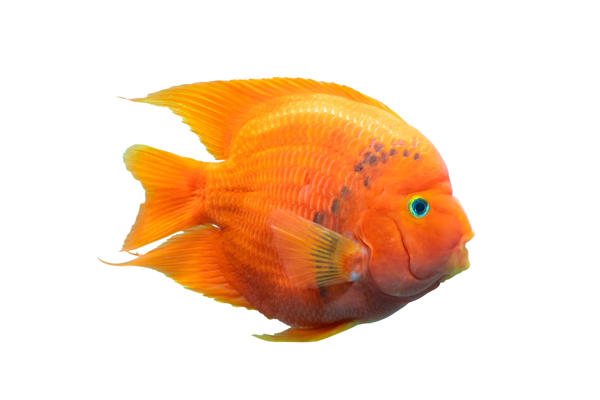 Tropical Fish Png