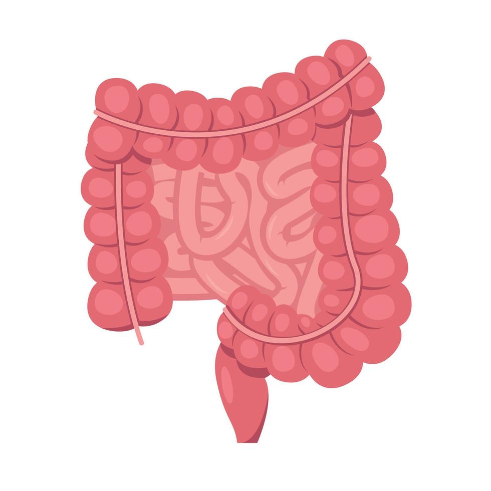 humano pequeño y grande intestino. interno Organo, digestivo tracto en blanco antecedentes. intestinos anatomía icono para médico y salud concepto. vector ilustración.