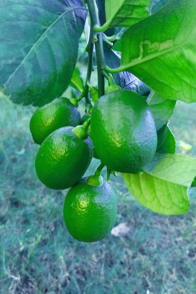 green lemon photo