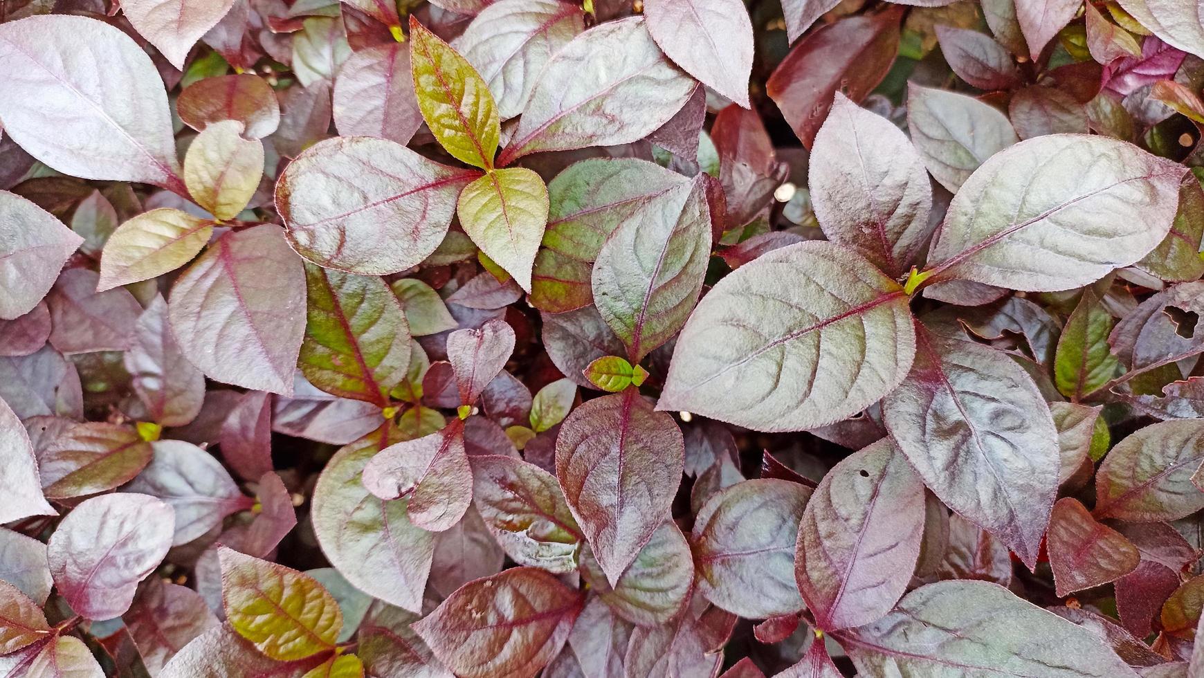Background photo of neat leaves with red-brown pattern