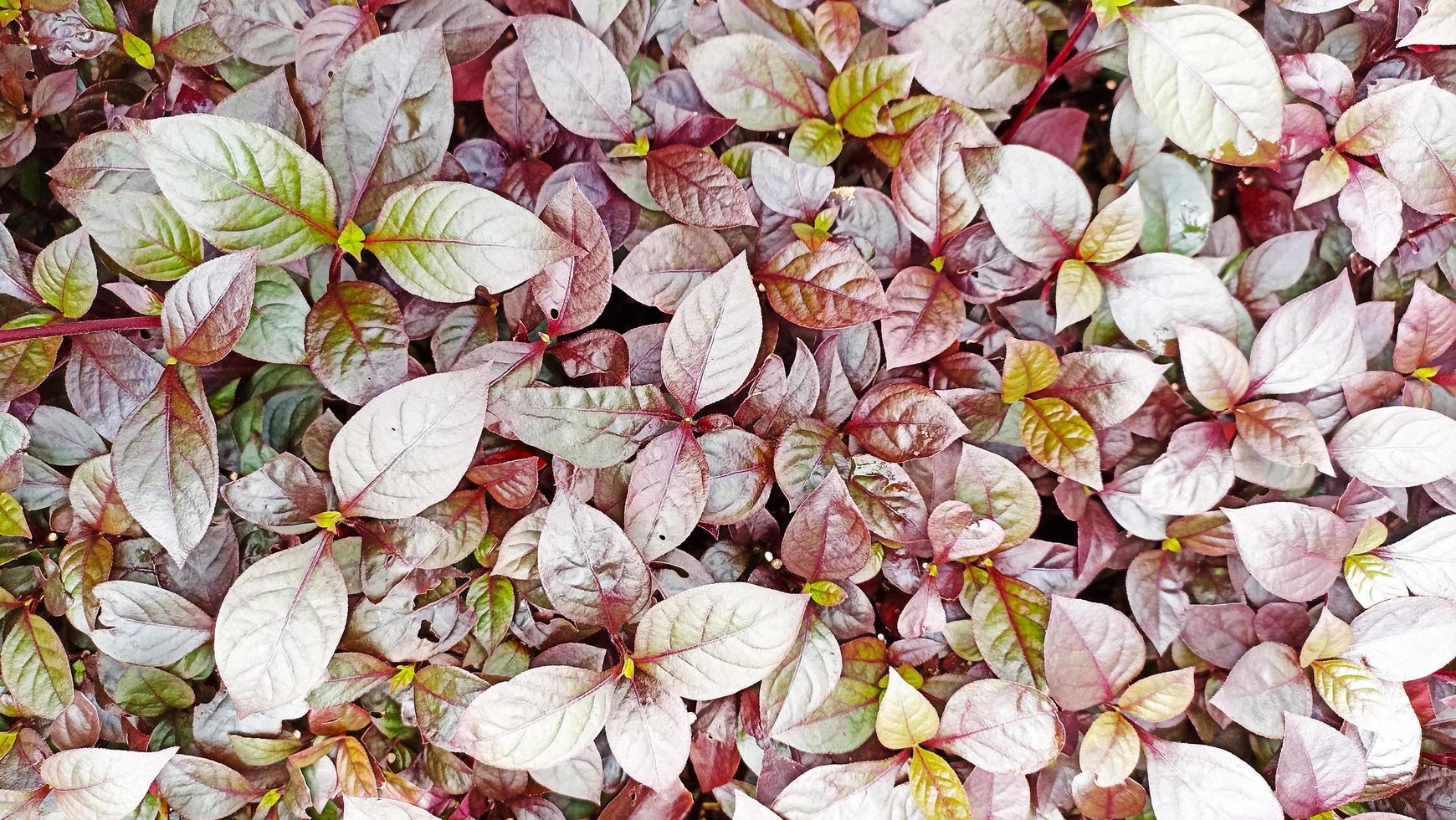 Background photo of neat leaves with red-brown pattern
