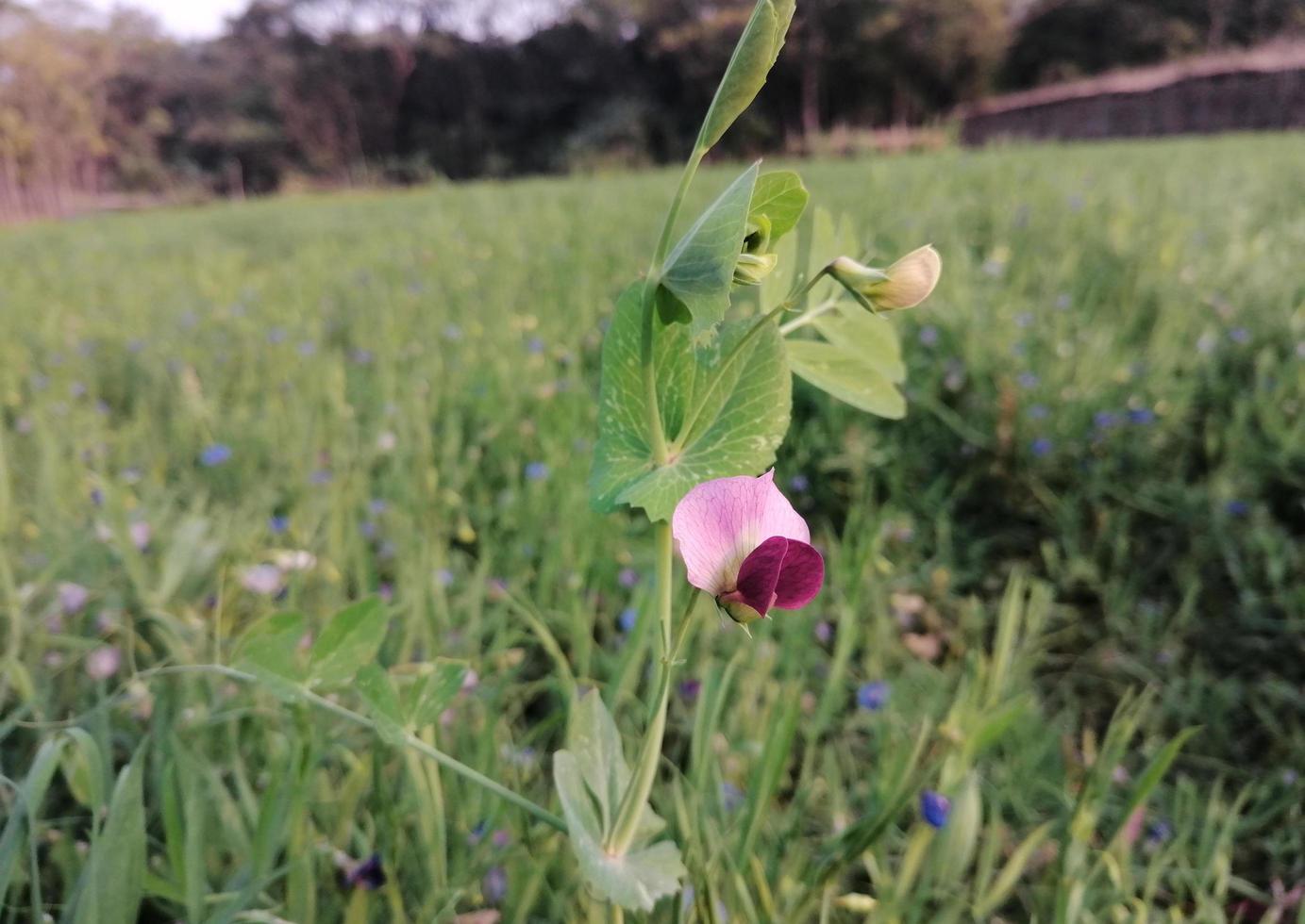 Thes is Khasari flower of nice flower to Bangladesh. photo