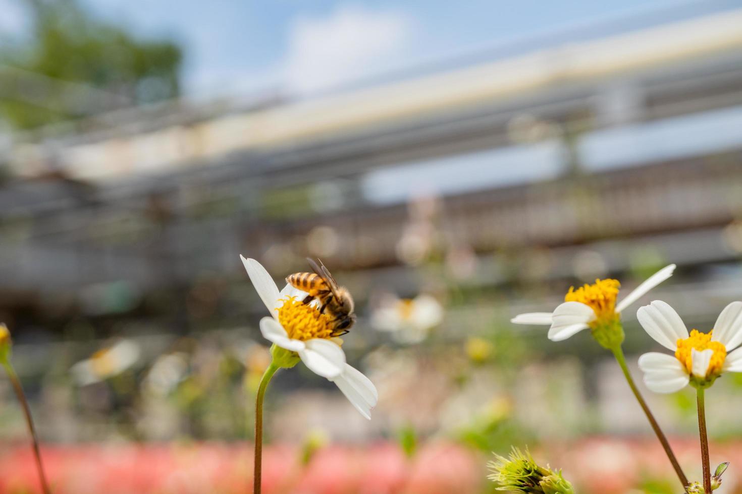 Honey bee take nectar on the meadow flower when day time. The photo is suitable to use for animal wild life background, spring poster and nature content media.