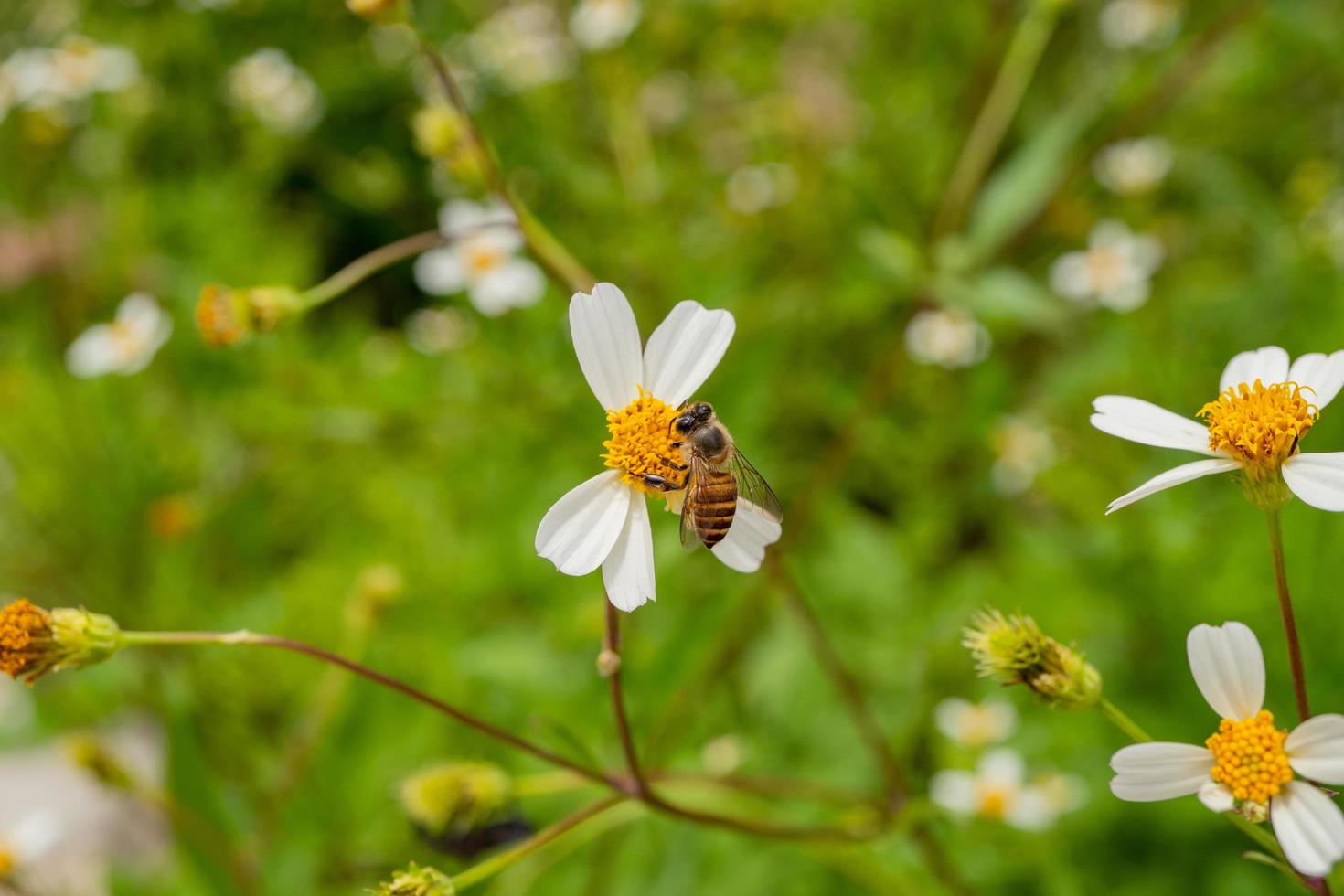 Honey bee take nectar on the meadow flower when day time. The photo is suitable to use for animal wild life background, spring poster and nature content media.