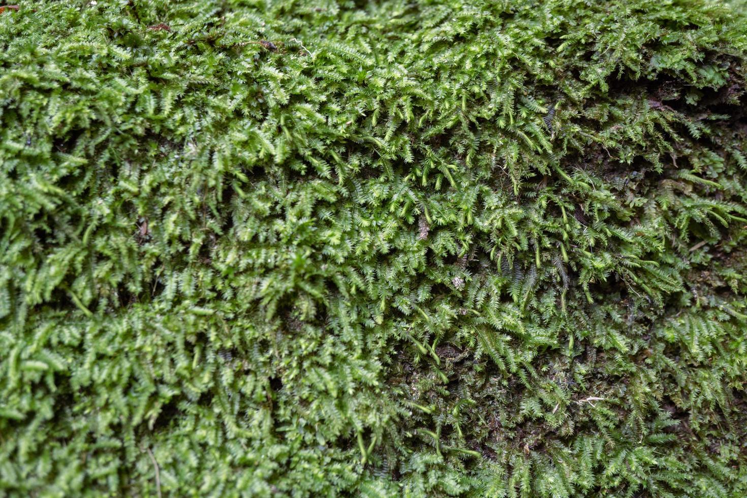 The moss surface on the tree branch when rainy season. The photo is suitable to use for adventure content media, nature poster and forest background.