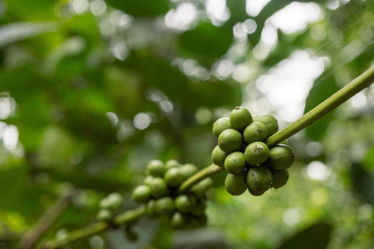 Close up photo of green coffee bean when spring season. The photo is suitable to use for nature background, content social media and fruit poster.