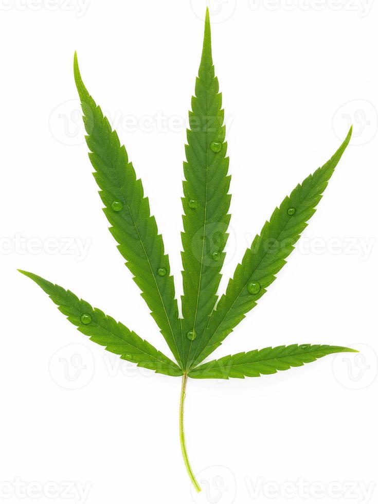Green cannabis leaves with glass bottle of cannabis oil  reflection isolated on white background. Marijuana hemp . photo