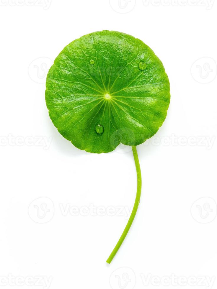 Close up centella asiatica leaves with rain drop isolated on white background top view. photo