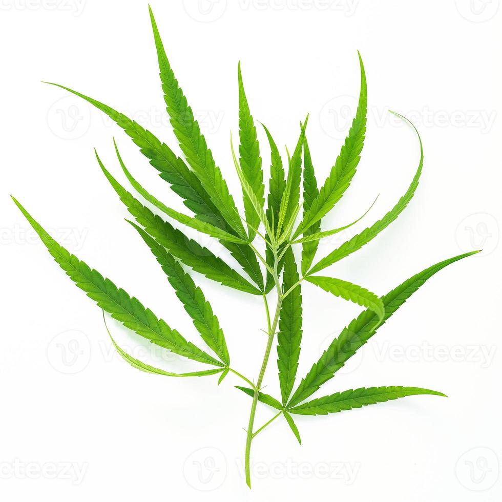 Green cannabis leaves with glass bottle of cannabis oil  reflection isolated on white background. Marijuana hemp . photo