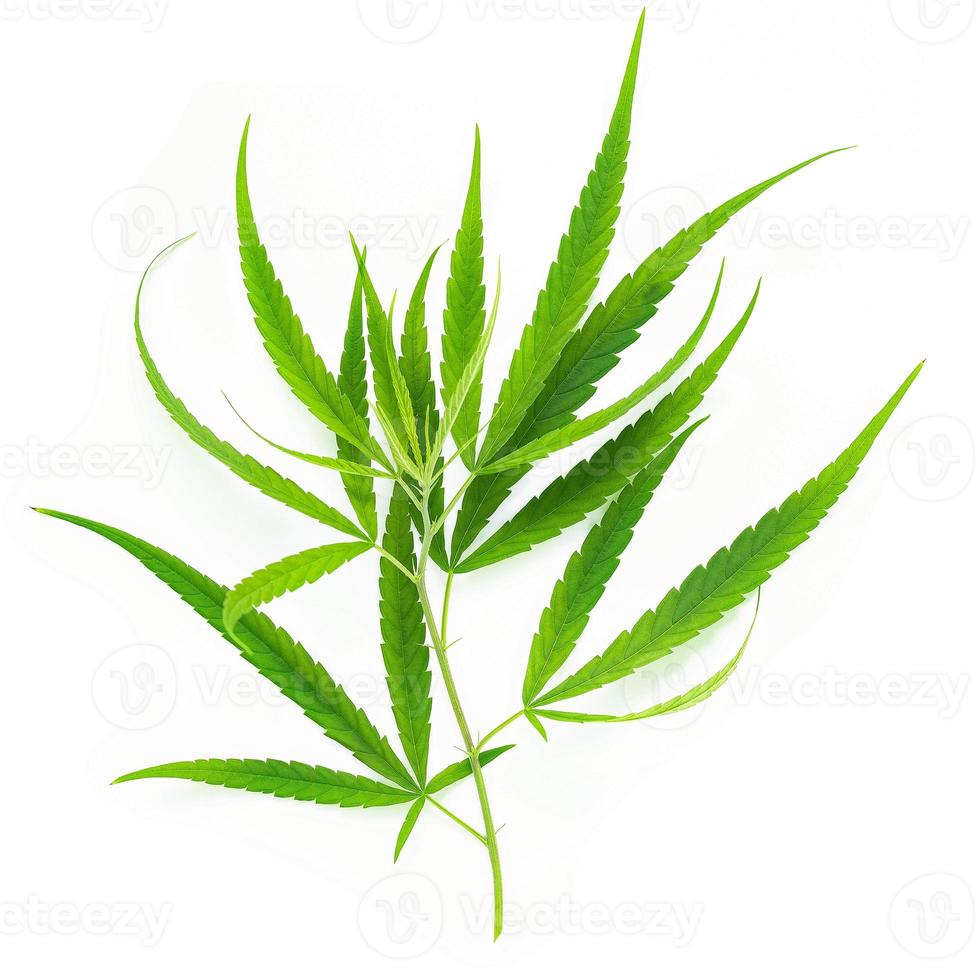 Green cannabis leaves with glass bottle of cannabis oil  reflection isolated on white background. Marijuana hemp . photo