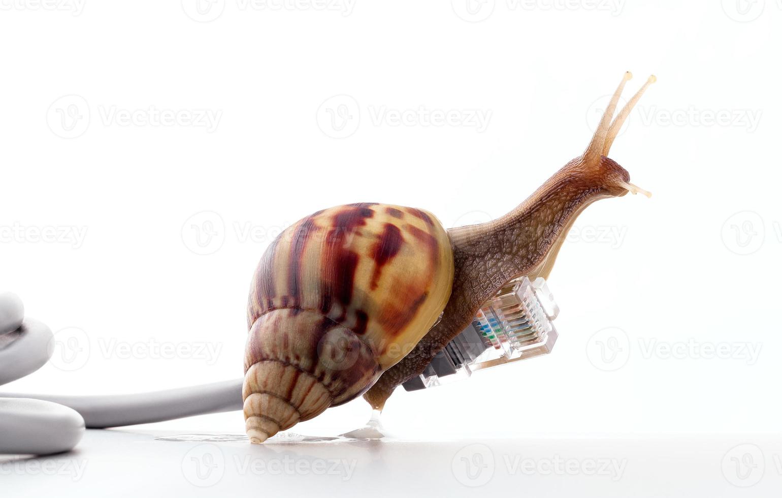 Snail with rj45 connector symbolic photo for slow internet connection. broadband connection is not available everywhere.