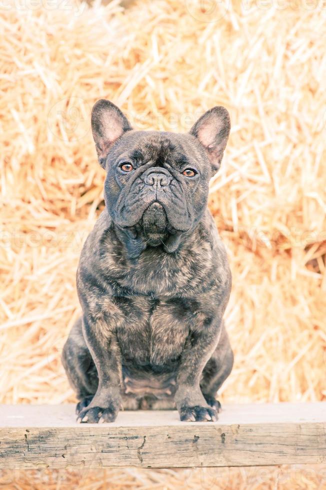 retrato de un perro en un antecedentes de heno. francés buldog joven Tigre color. animal, mascota. foto