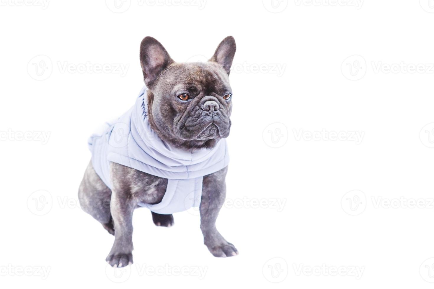 francés buldog aislar en blanco. un perro en un gris chaleco. foto