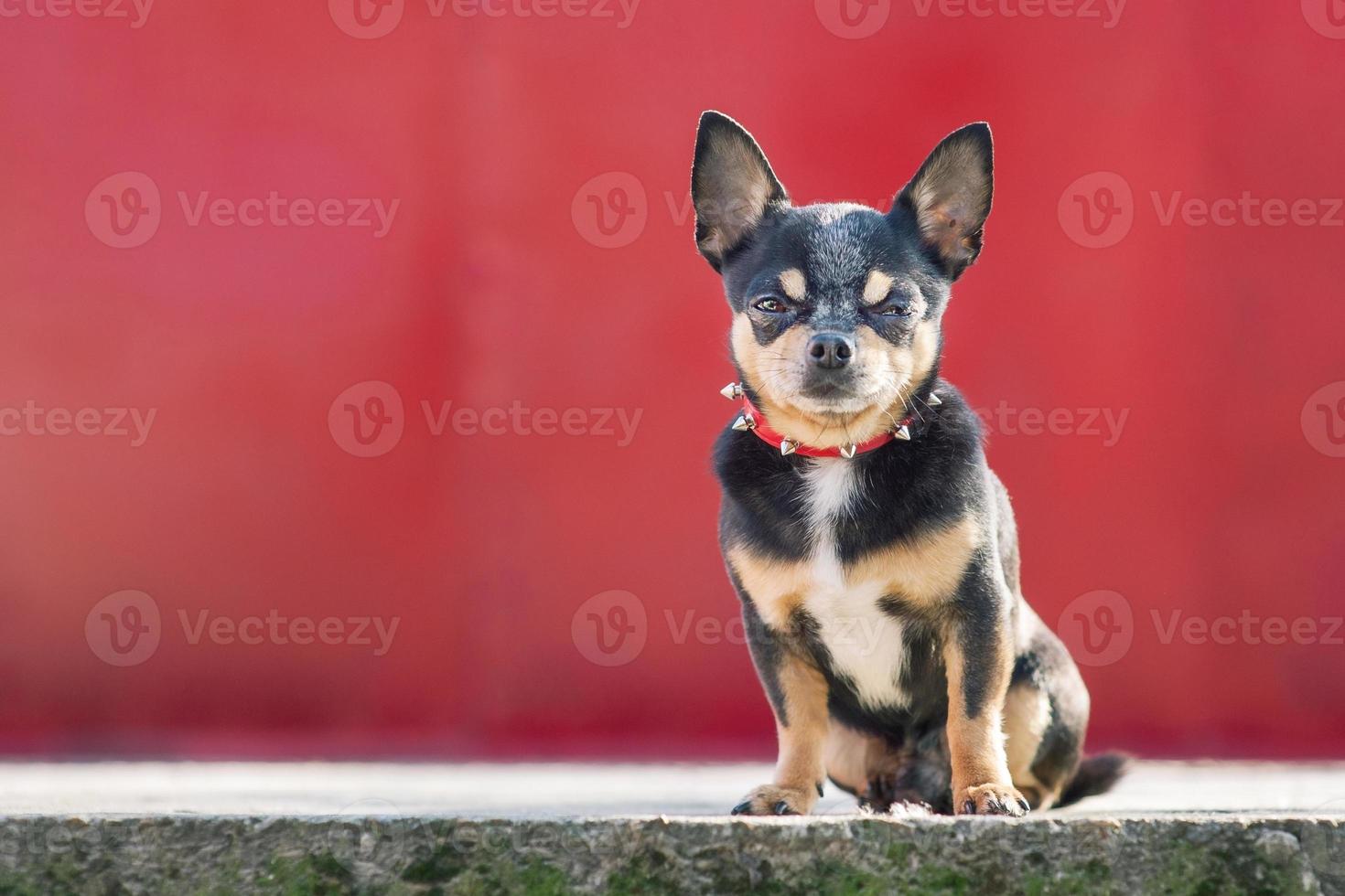 Dog tricolor chihuahua black white brown. Portrait of a small breed dog. Animal, pet. photo