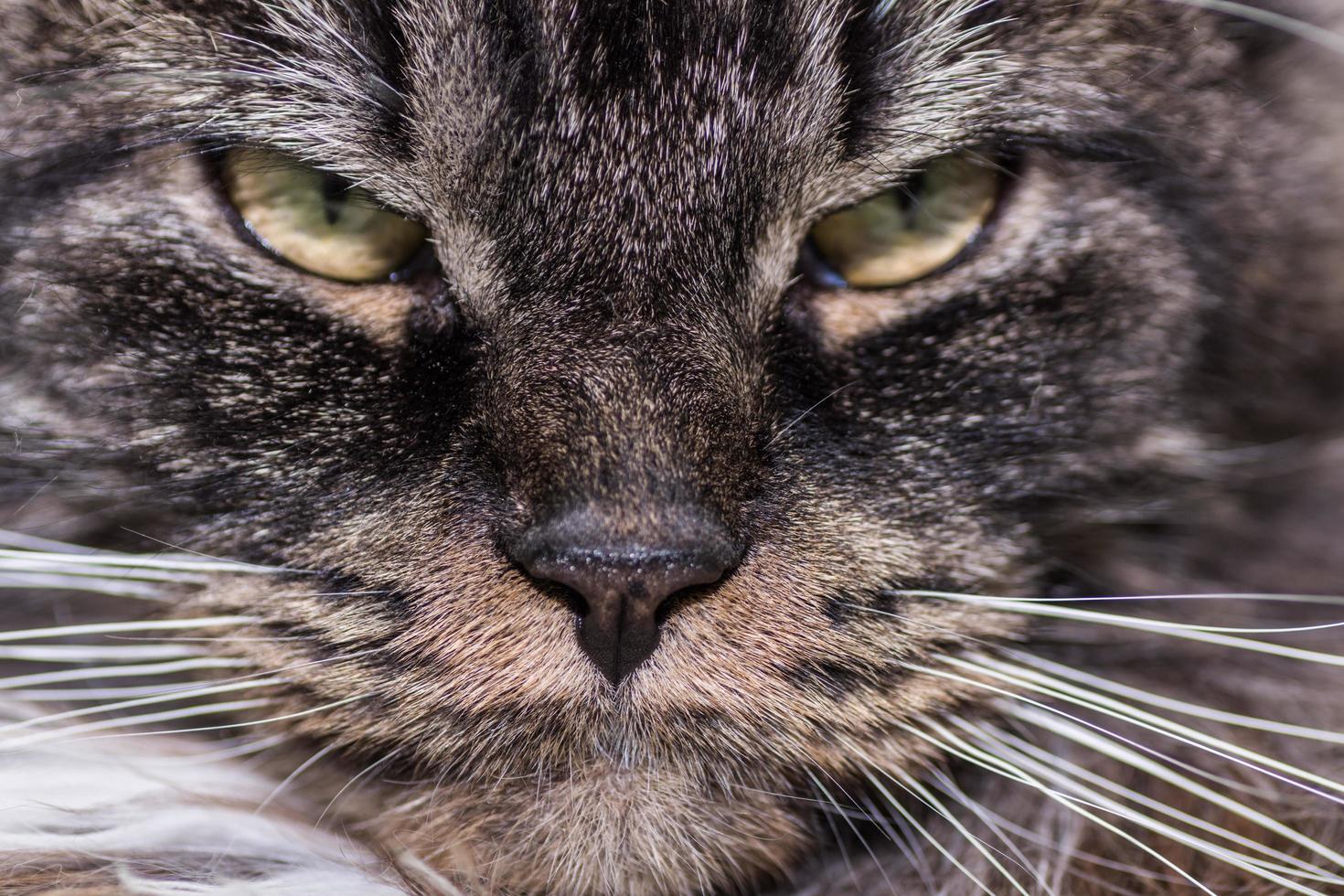 dear maine coon cat looks into the camera macro photo