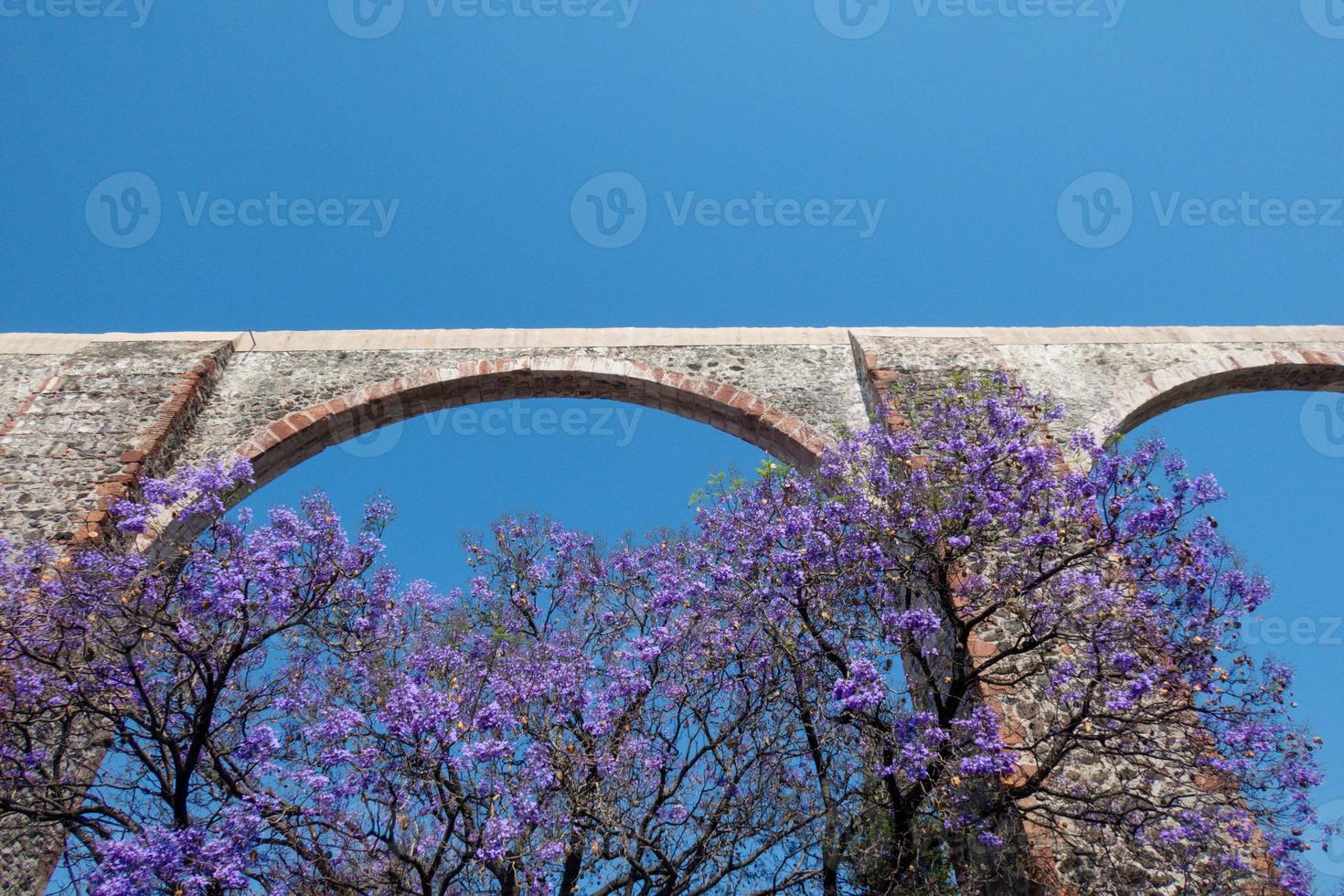 Queretaro Mexico aqueduct with jacaranda tree and purple flowers photo