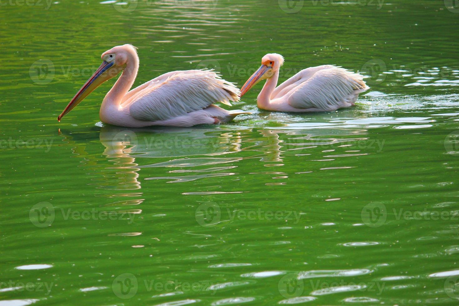 Flock of great white pelican swimming, bathing in a zoo photo