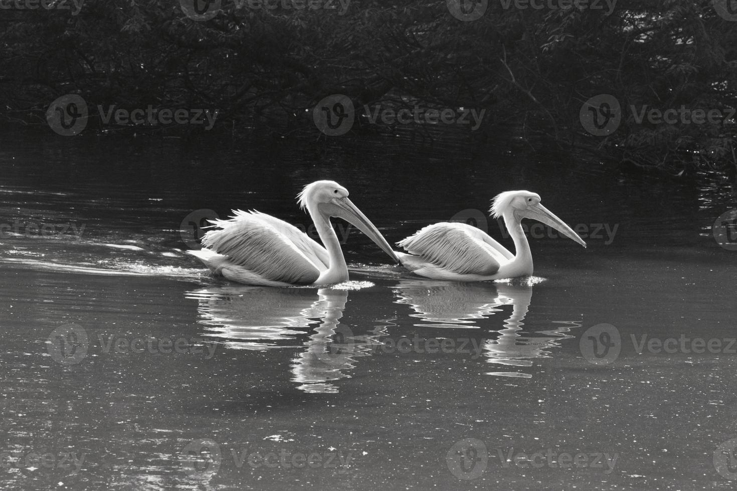 Closeup view of a pair of White Pelican swimming on a lake on a summer day photo