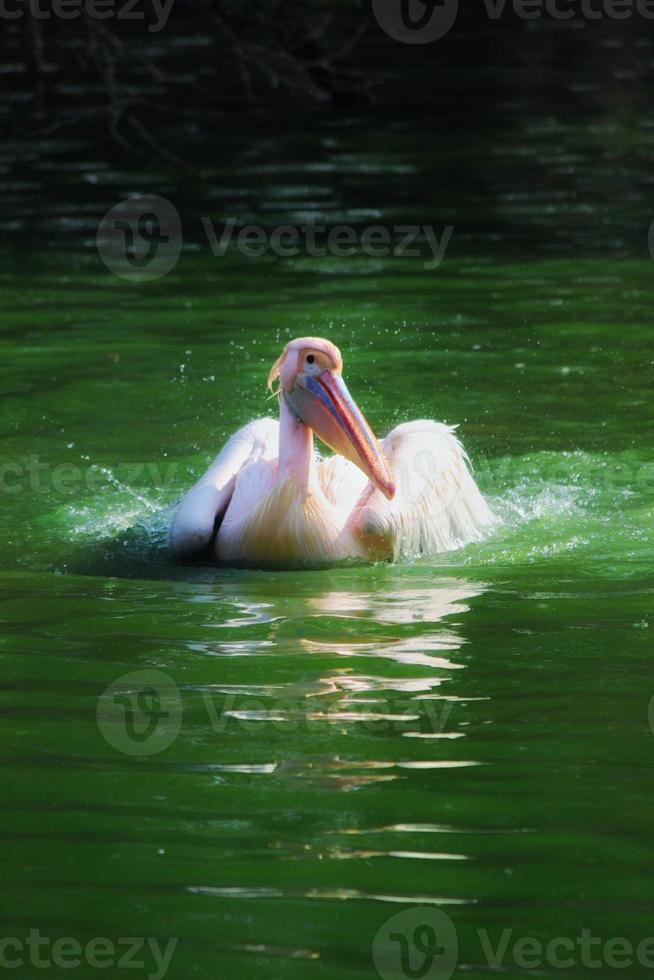 Vertical view of great white pelican swimming, bathing in a zoo photo