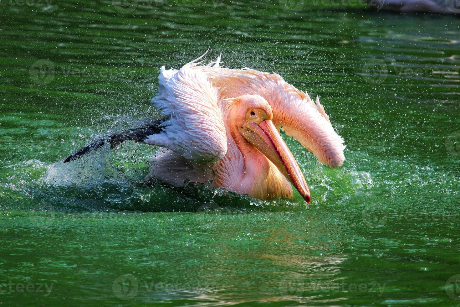 Great white pelican swimming, bathing in a zoo photo