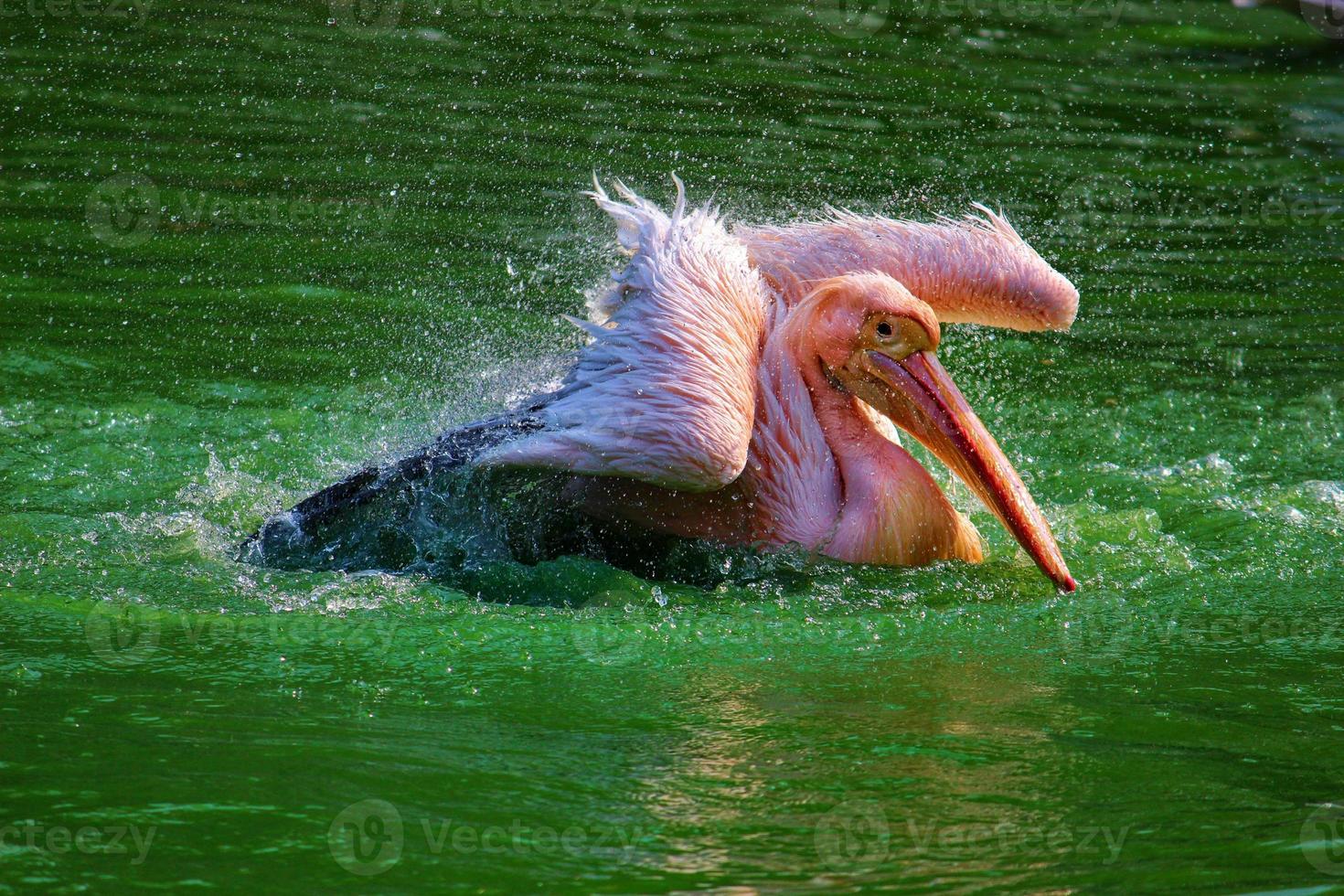 Great white pelican swimming, bathing in a zoo photo