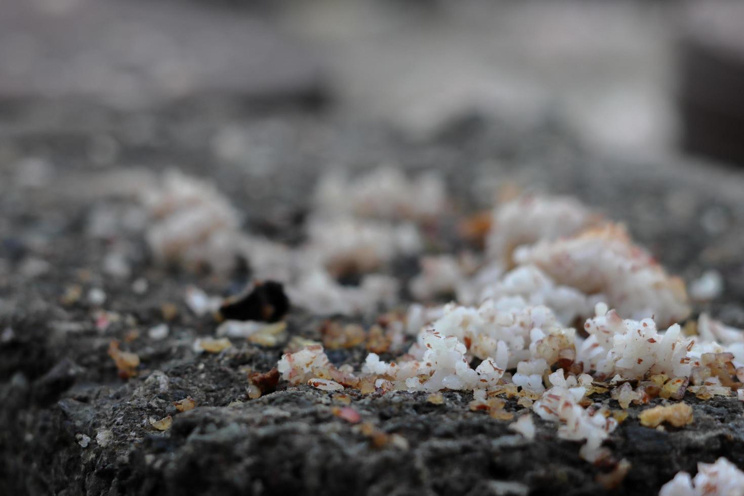 Bird food spread on the rock photo