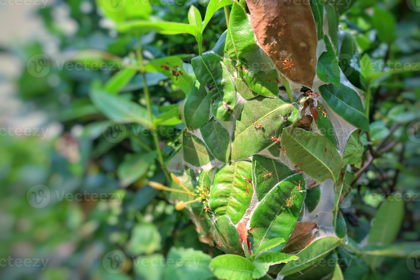 Ants making nest with green leaves. Weaver ant. Ants teamwork concept. photo