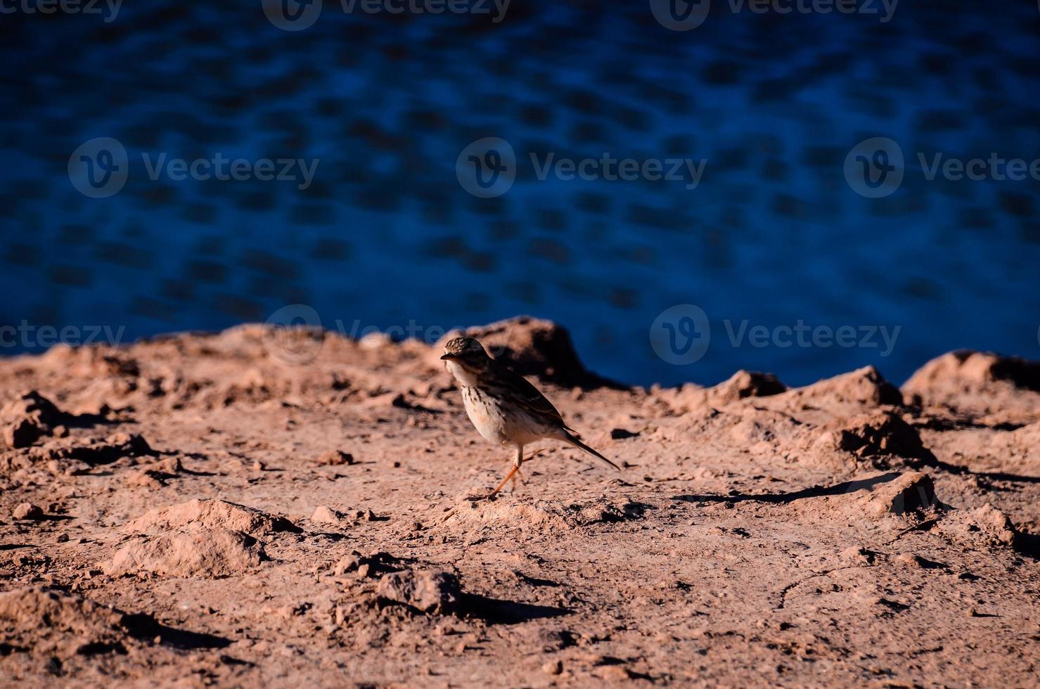 Scenic coastal view photo