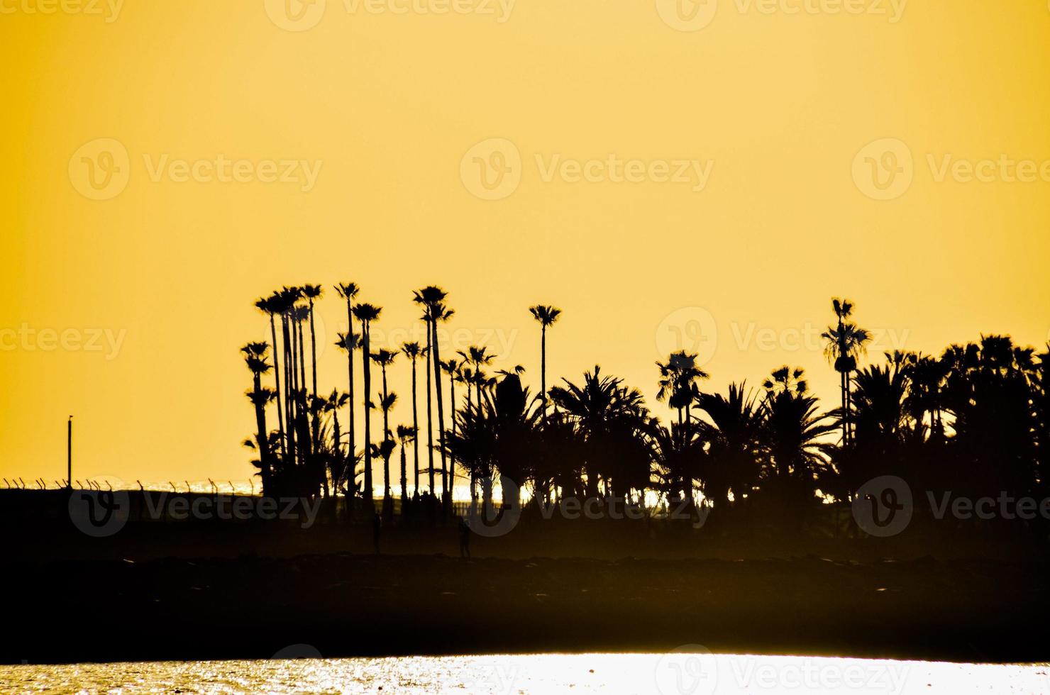 Palm trees at sunset photo