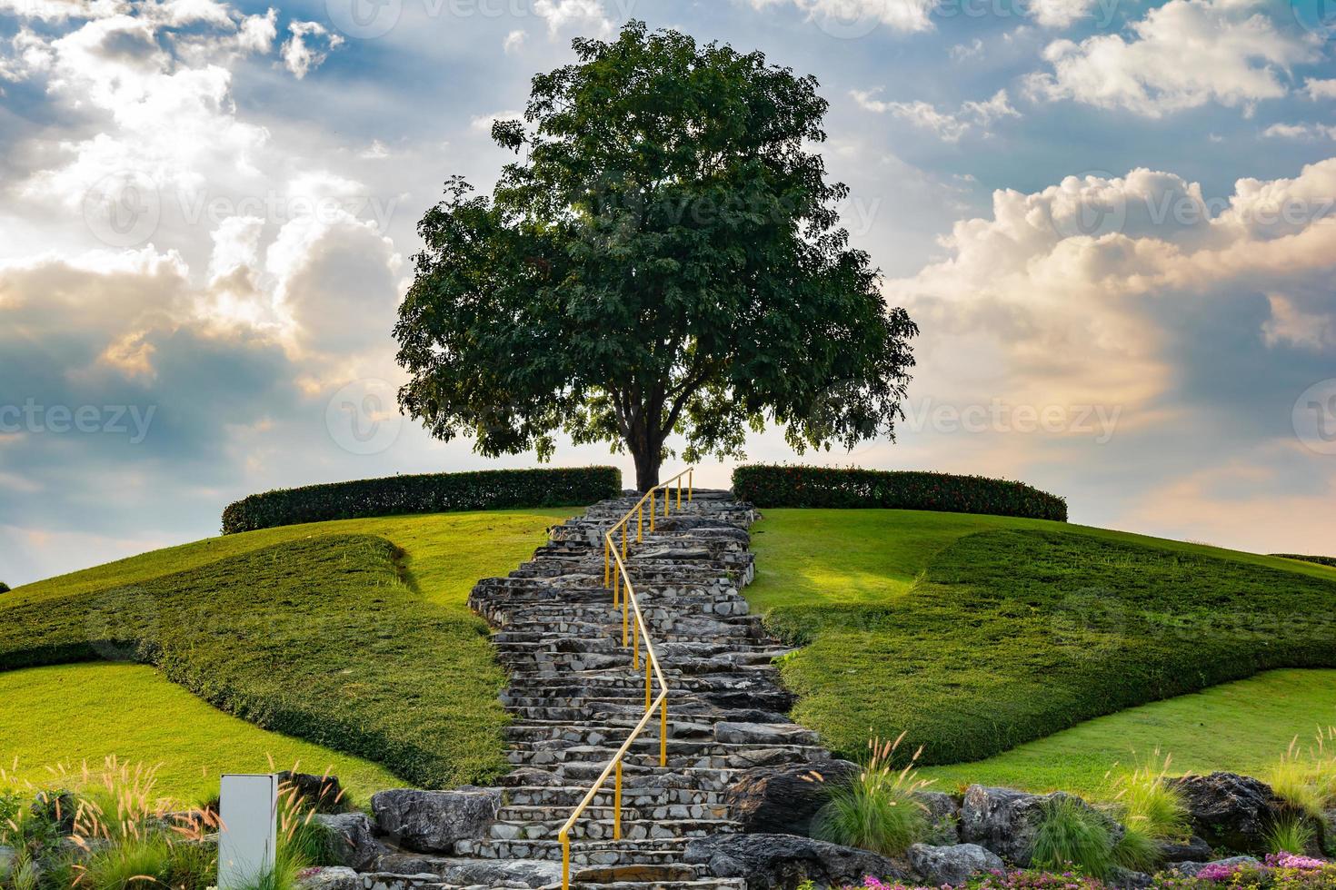 tu camino arriba a éxito, esperanza y creciente vida mismo el árbol.éxito y esperanza concepto. foto