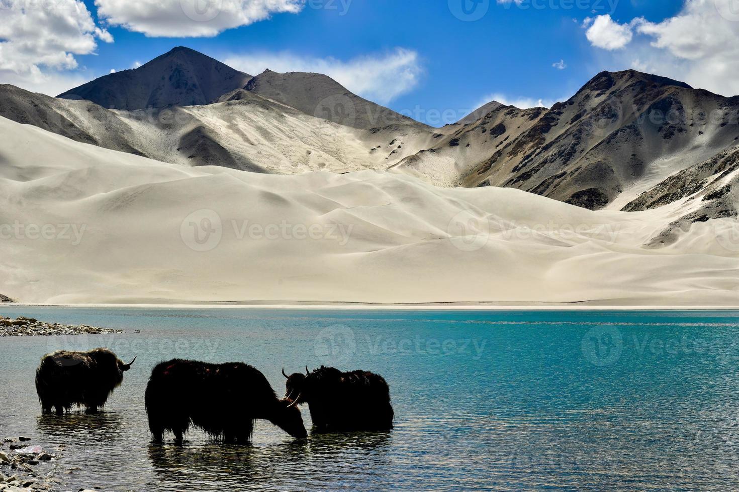 alpino yaks Bebiendo agua en el baisha lago de bulunkou reservorio en del Sur Xinjiang foto
