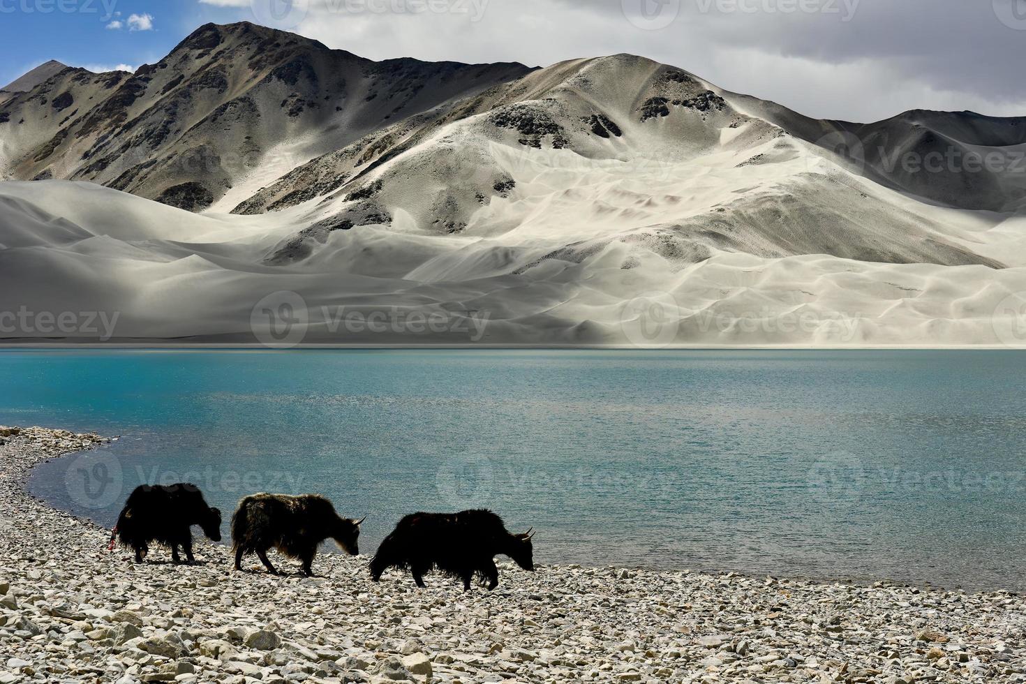 Alpine yaks drinking water in the Baisha Lake of Bulunkou Reservoir in southern Xinjiang photo