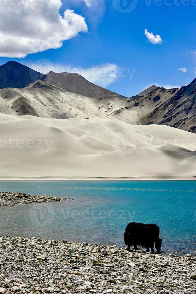 Alpine yaks drinking water in the Baisha Lake of Bulunkou Reservoir in southern Xinjiang photo