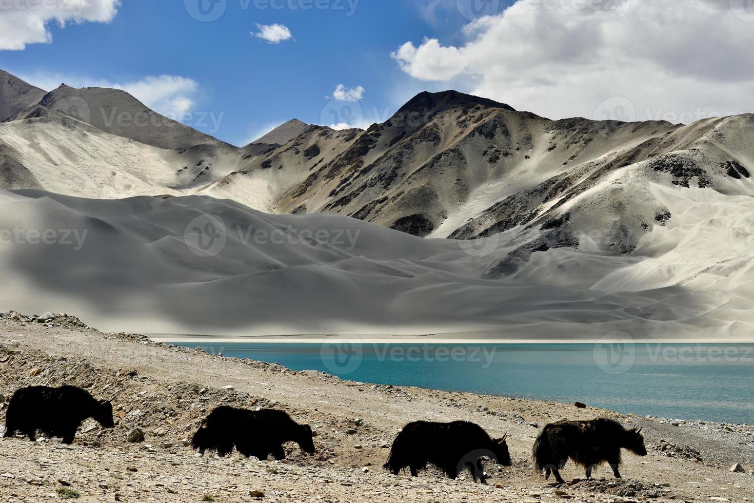 alpino yaks Bebiendo agua en el baisha lago de bulunkou reservorio en del Sur Xinjiang foto