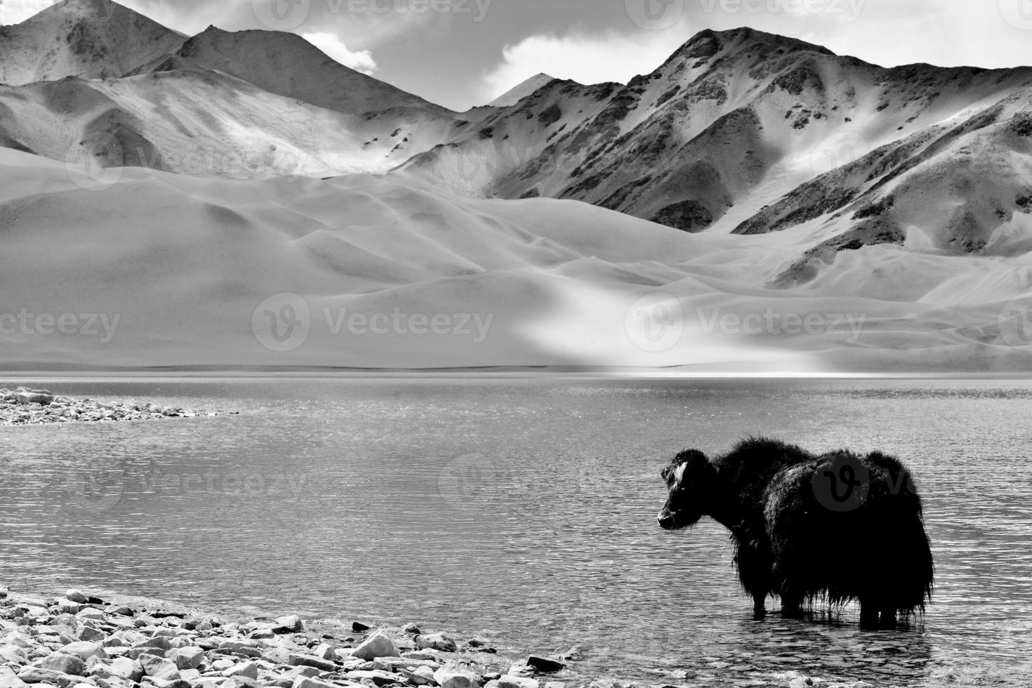 alpino yaks Bebiendo agua en el baisha lago de bulunkou reservorio en del Sur Xinjiang foto