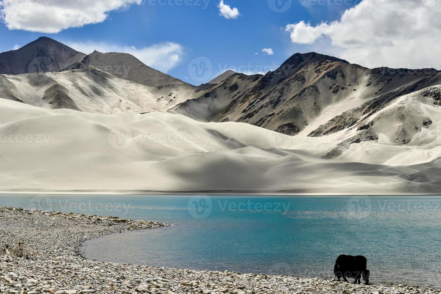 alpino yaks Bebiendo agua en el baisha lago de bulunkou reservorio en del Sur Xinjiang foto