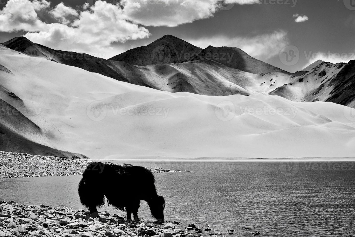 alpino yaks Bebiendo agua en el baisha lago de bulunkou reservorio en del Sur Xinjiang foto