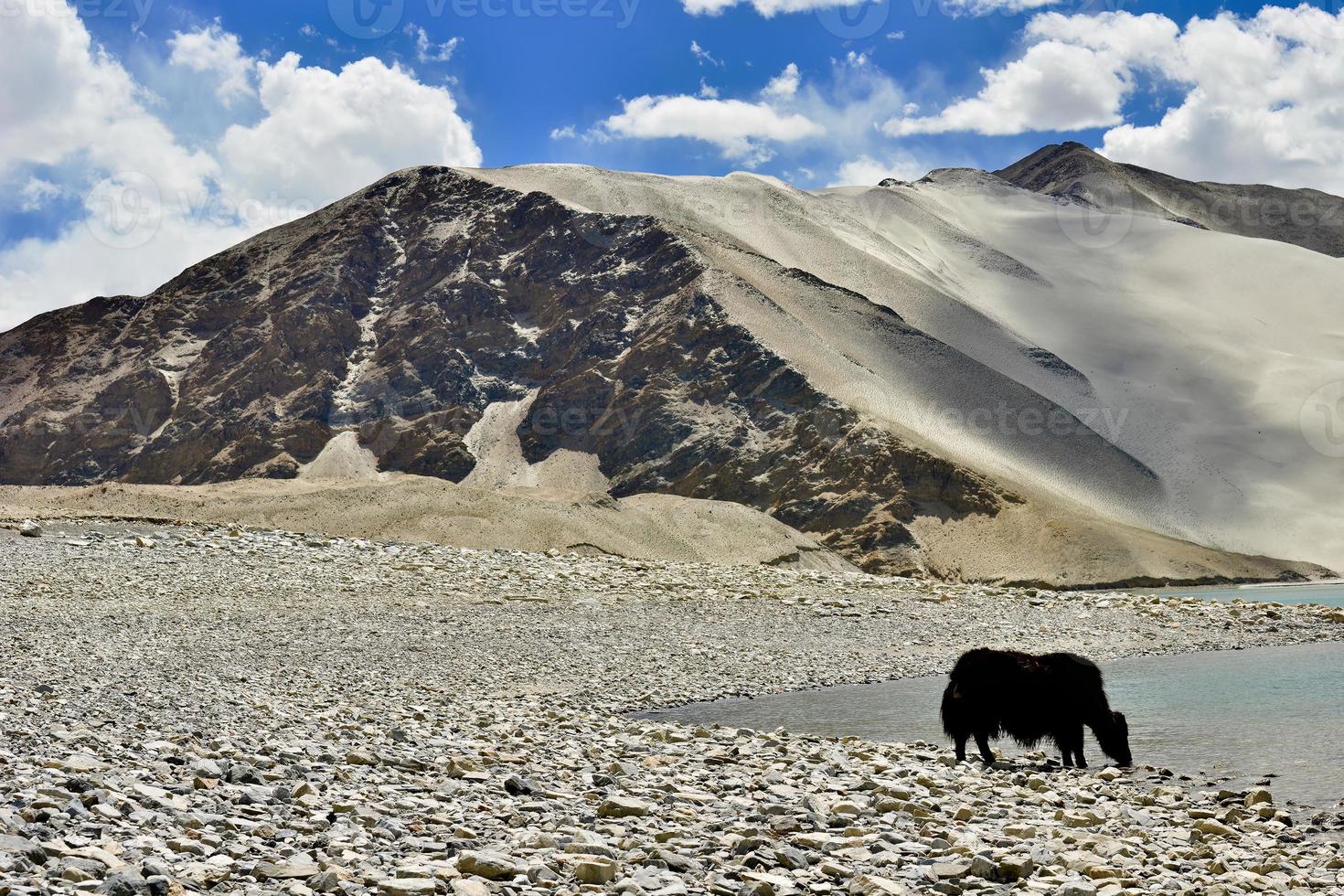 Alpine yaks drinking water in the Baisha Lake of Bulunkou Reservoir in southern Xinjiang photo