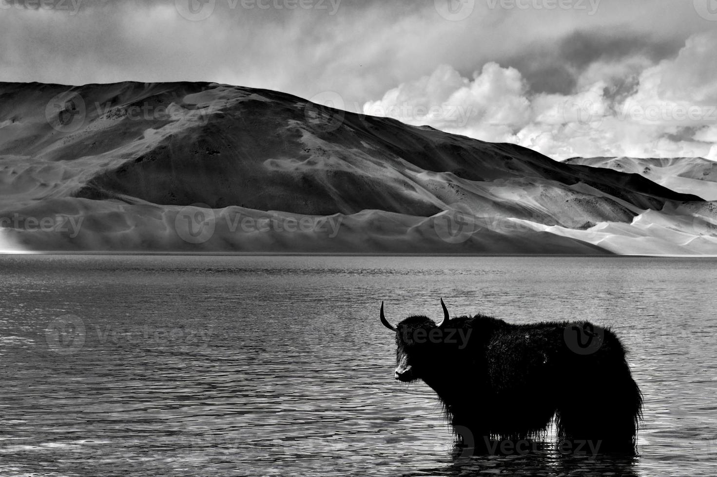 Alpine yaks drinking water in the Baisha Lake of Bulunkou Reservoir in southern Xinjiang photo