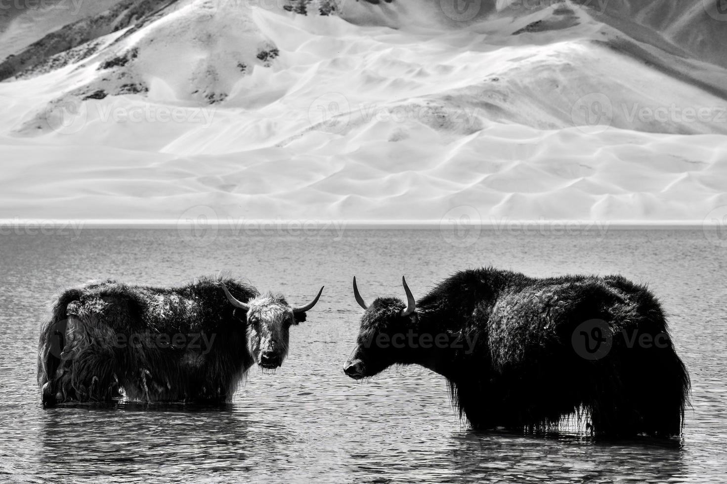 Alpine yaks drinking water in the Baisha Lake of Bulunkou Reservoir in southern Xinjiang photo