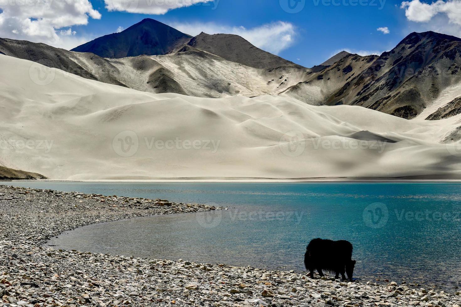 Alpine yaks drinking water in the Baisha Lake of Bulunkou Reservoir in southern Xinjiang photo