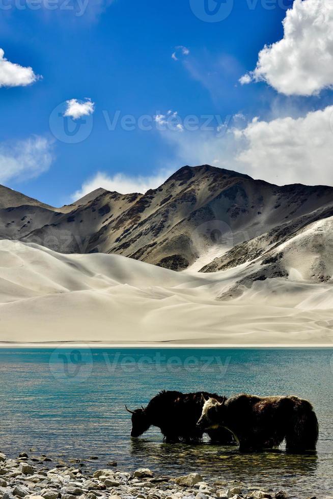 alpino yaks Bebiendo agua en el baisha lago de bulunkou reservorio en del Sur Xinjiang foto