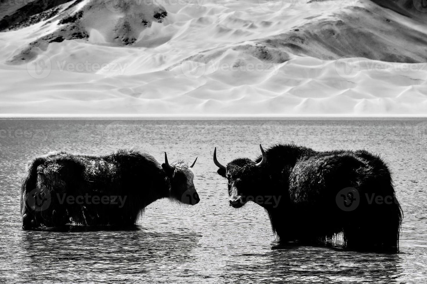 Alpine yaks drinking water in the Baisha Lake of Bulunkou Reservoir in southern Xinjiang photo