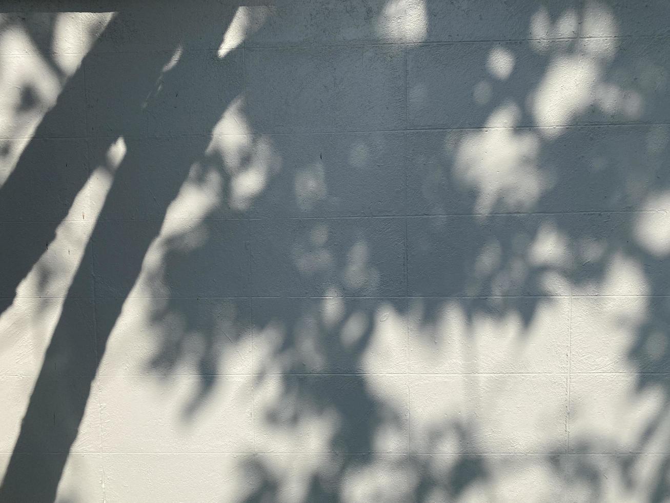 Leaves shadow background on concrete wall texture, leaves tree branches shade with sunlight photo