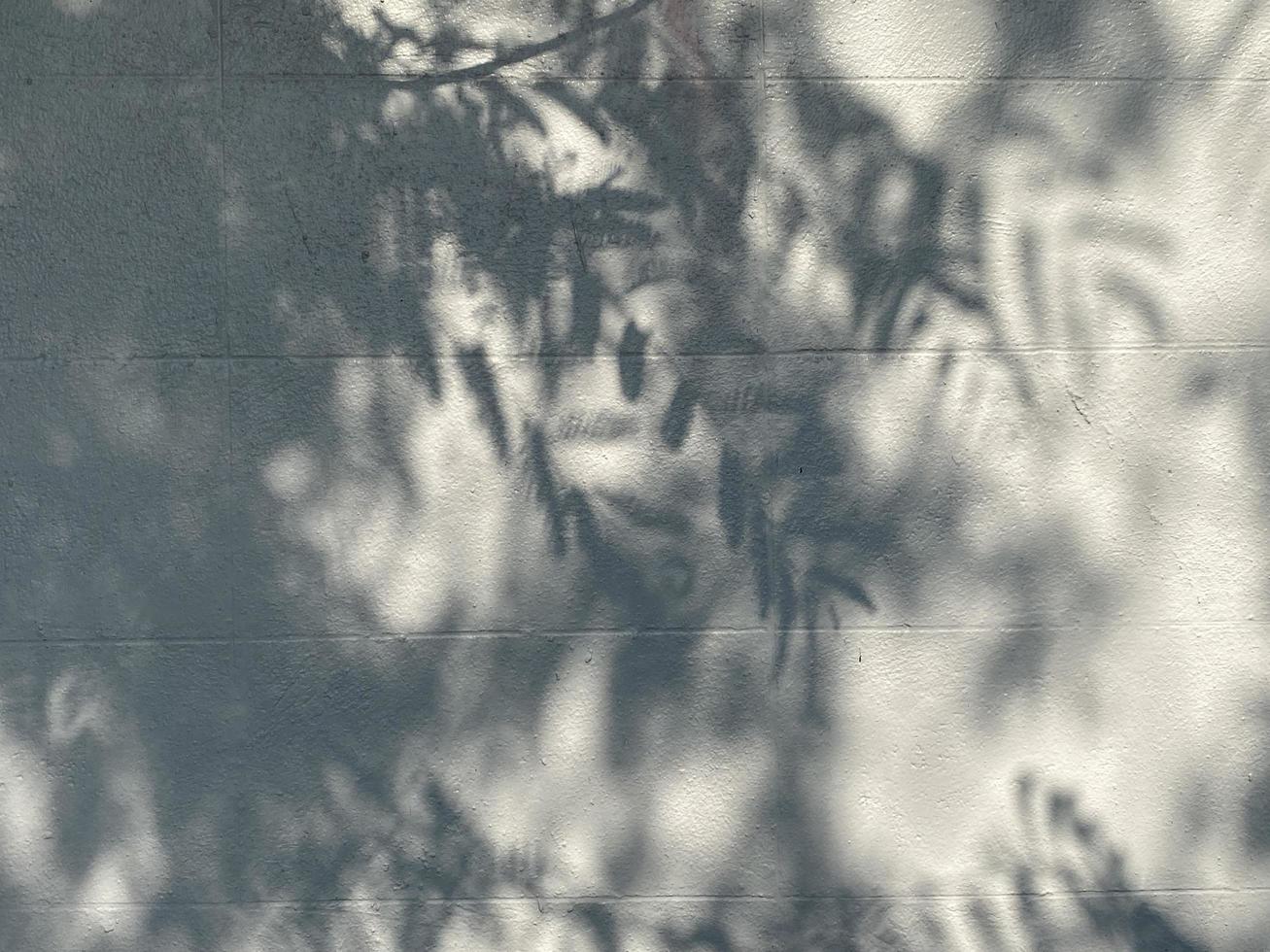 Leaves shadow background on concrete wall texture, leaves tree branches shade with sunlight photo