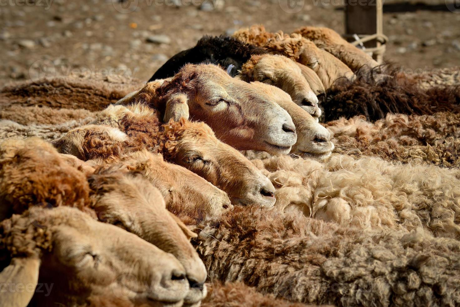 ganado esperando para comercio en el vacas y oveja bazar en Xinjiang foto